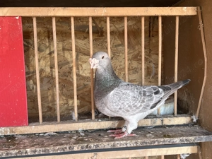 Porumbei standard de vanzare - imagine 2