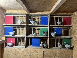 Porumbei standard de vanzare - imagine 5