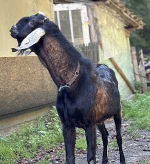 Schimba locatia tap anglo nubian 3 ani si 11 luni