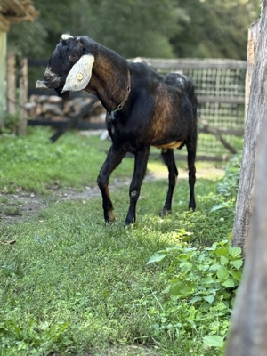 Schimba locatia tap anglo nubian 3 ani si 11 luni - imagine 2