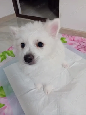 Cățeluși pomeranian spitz de talie mica  - imagine 2