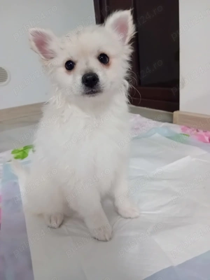 Cățeluși pomeranian spitz de talie mica