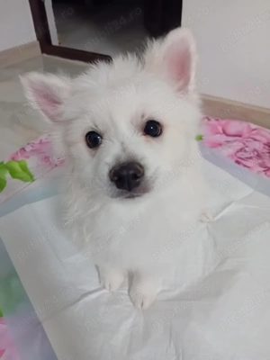 Cățeluși pomeranian spitz de talie mica