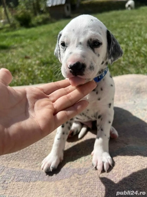 Pui Dalmatian - imagine 2