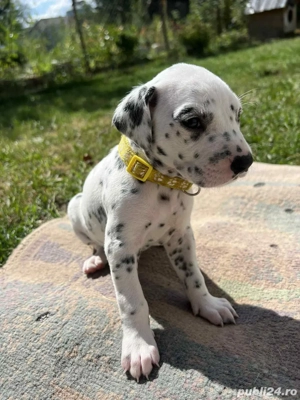 Pui Dalmatian - imagine 3