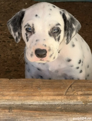Pui Dalmatian - imagine 4