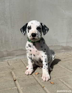 Pui Dalmatian