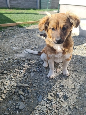 Donez catel rasa sihtzu