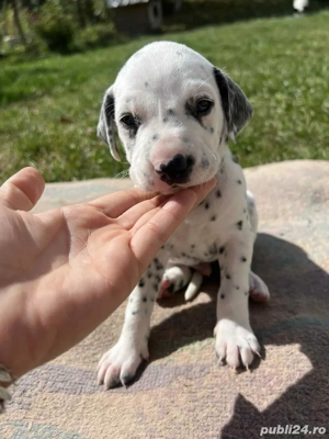 Pui Dalmatian - imagine 5