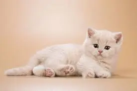 scottish fold cream asigur transport contra cost - imagine 2