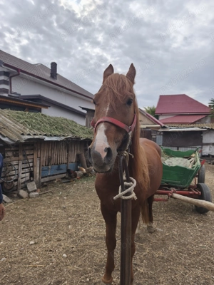 Vă rog să sunați duar cei interesați! Nu este calul meu, este al vecinului!