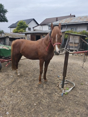 Vă rog să sunați duar cei interesați! Nu este calul meu, este al vecinului! - imagine 2