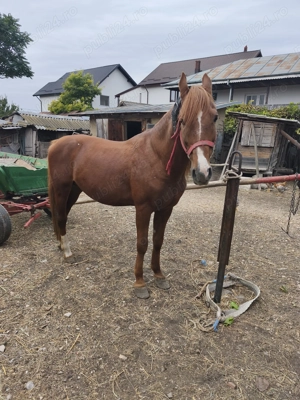 Vă rog să sunați duar cei interesați! Nu este calul meu, este al vecinului! - imagine 3