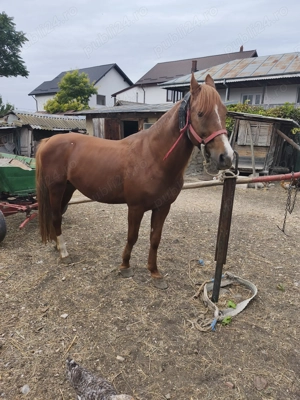 Vă rog să sunați duar cei interesați! Nu este calul meu, este al vecinului! - imagine 4