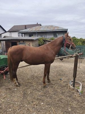 Vă rog să sunați duar cei interesați! Nu este calul meu, este al vecinului! - imagine 5