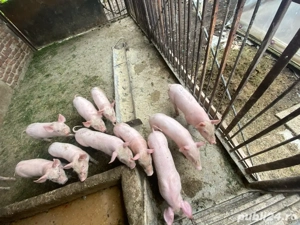 Purcei de 7 săptămâni.  - imagine 2 Purcei de 7 săptămâni.  - imagine 2