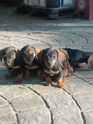 Căței teckel - imagine 2