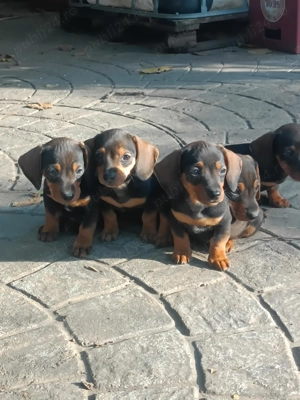 Căței teckel - imagine 3