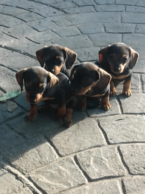 Căței teckel - imagine 4