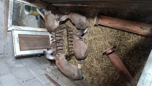 Uriaș german  - imagine 2