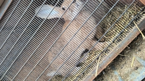 Uriaș german  - imagine 3