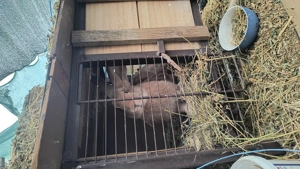 Uriaș german  - imagine 5