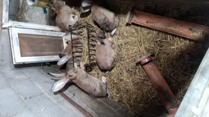 Uriaș german  - imagine 4