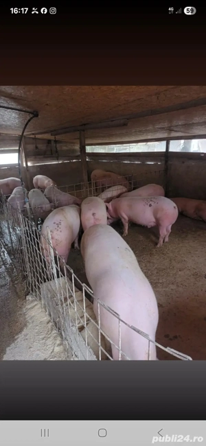 vând porci  - imagine 2