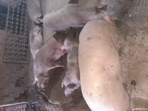 vand 20 porci - imagine 5