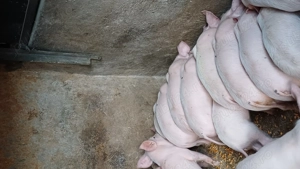 Purcei de vânzare  - imagine 2 Purcei de vânzare  - imagine 2