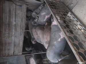 vand 20 porci - imagine 4