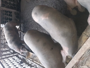 vand 20 porci - imagine 2