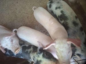 Purcei de carne ..disponibili 