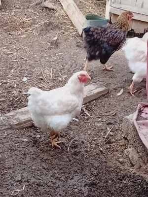 Găini disponibile din rasa wyandotte 