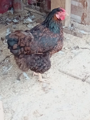 Găini disponibile din rasa wyandotte  - imagine 3
