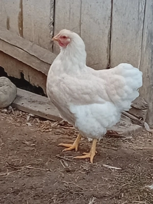 Găini disponibile din rasa wyandotte  - imagine 2