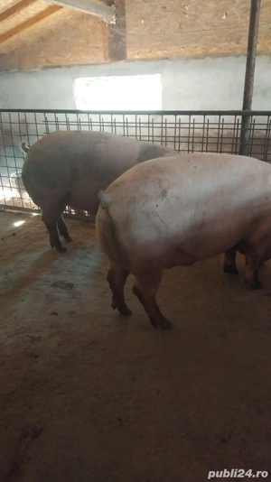 de vanzare - imagine 4 de vanzare - imagine 4