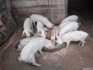 purcei vinzare - imagine 2