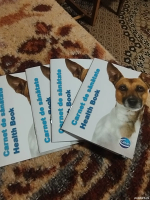 catei de vanzare Jagd Terrier - imagine 5