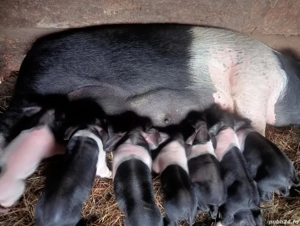 scroafă cu purceii  - imagine 2 scroafă cu purceii  - imagine 2