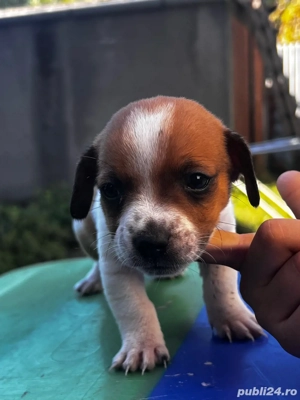 Puiuti metis Jake Rassell  - imagine 3