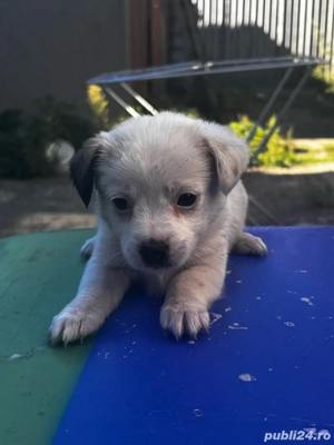 Puiuti metis Jake Rassell  - imagine 2