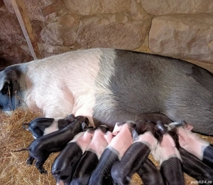 Scroafă cu purceii de vânzare 