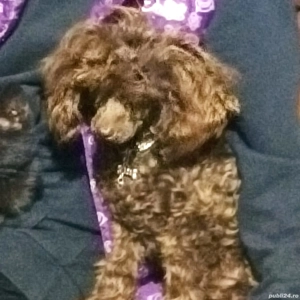 Fetita caniche pudel maro