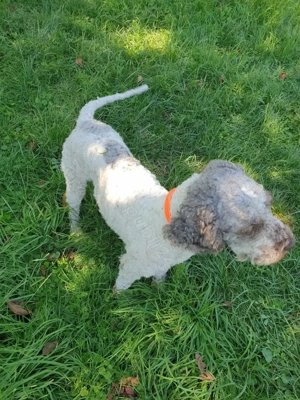 Lagotto Romagnollo pentru trufe - imagine 4