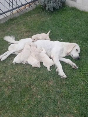 Catei golden retriever