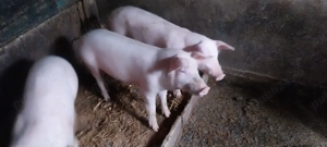 Vând purcei - imagine 3 Vând purcei - imagine 3