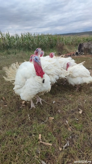 curcani bio - imagine 2 curcani bio - imagine 2