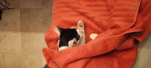 Donez pisoi drăgălaș și iubaret - imagine 2