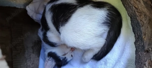 Donez pisoi drăgălaș și iubaret